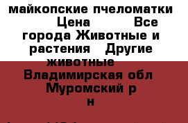  майкопские пчеломатки F-1  › Цена ­ 800 - Все города Животные и растения » Другие животные   . Владимирская обл.,Муромский р-н